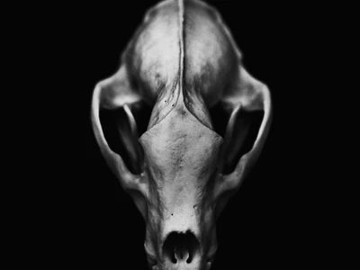 the-shadow-line--michal-korta